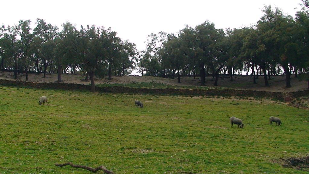 Hotel Apartamento Rural Finca La Media Legua Aracena Eksteriør billede